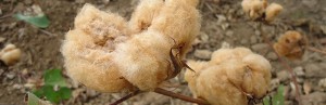 The history of the color cotton of Paraiba