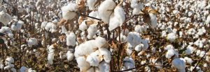 cotton_natural_white_farm