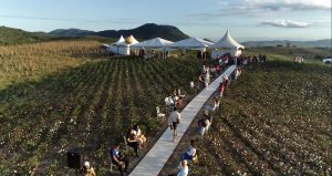 fashion runway in the cotton field